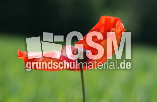 Klatschmohn-120.jpg